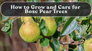 How to Grow and Care for Bosc Pear Trees