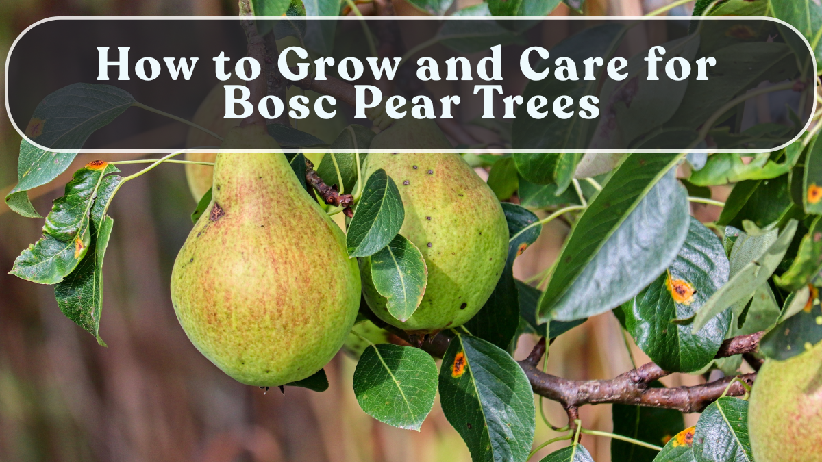 How to Grow and Care for Bosc Pear Trees