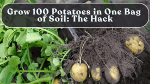 Grow 100 Potatoes in One Bag of Soil: The Hack