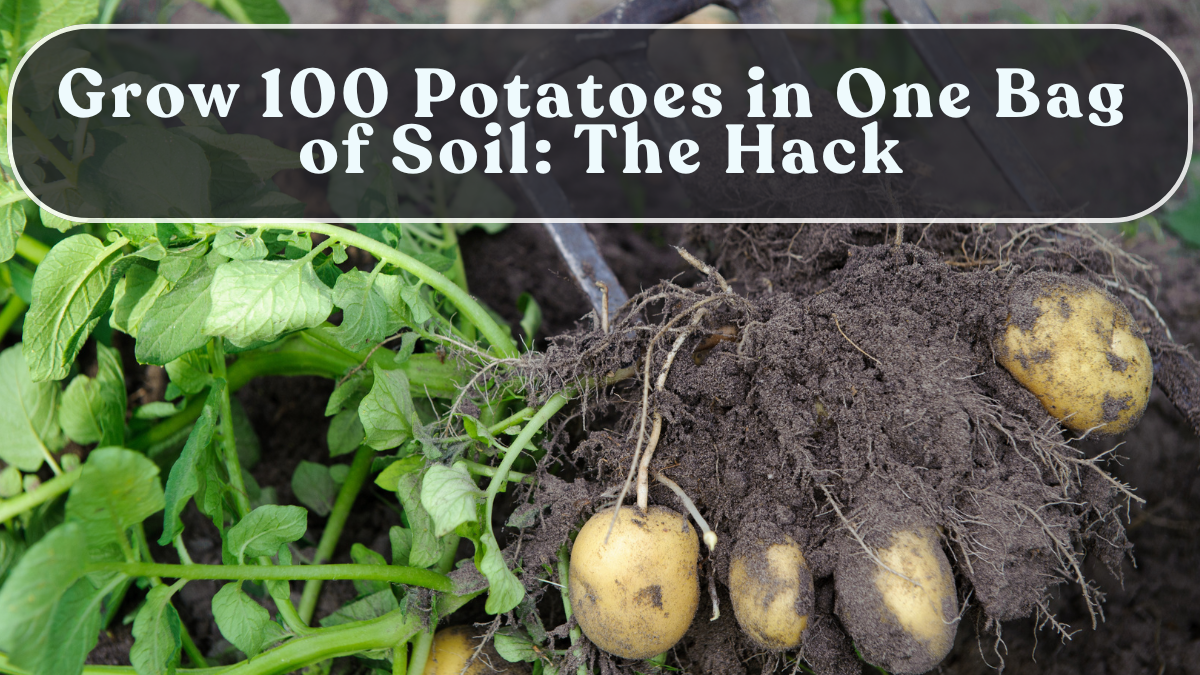 Grow 100 Potatoes in One Bag of Soil: The Hack
