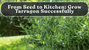 From Seed to Kitchen: Grow Tarragon Successfully