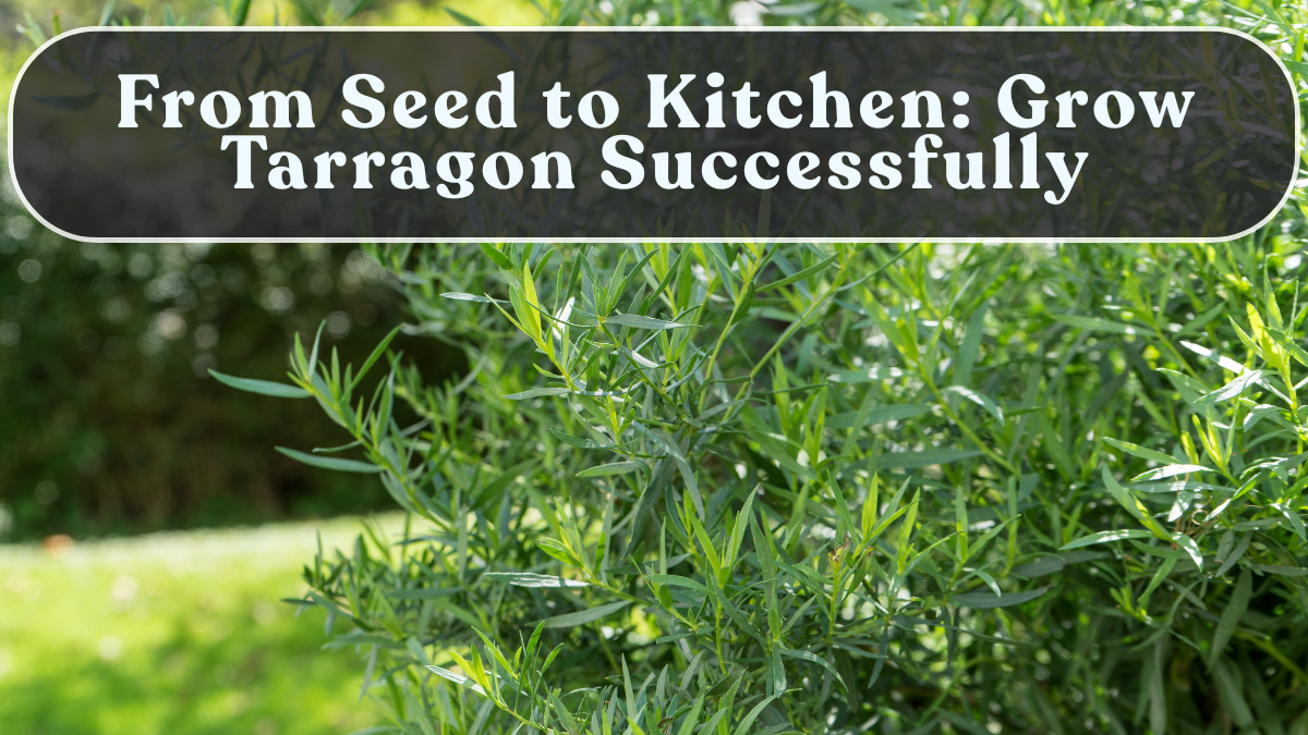 From Seed to Kitchen: Grow Tarragon Successfully