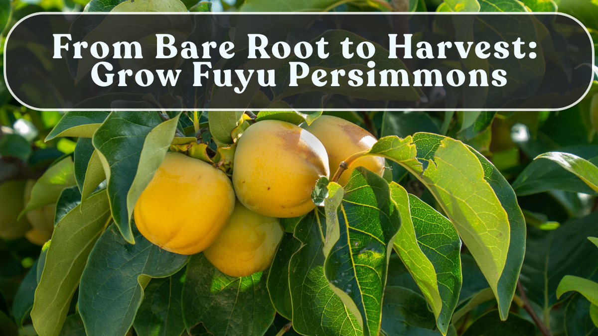 From Bare Root to Harvest: Grow Fuyu Persimmons