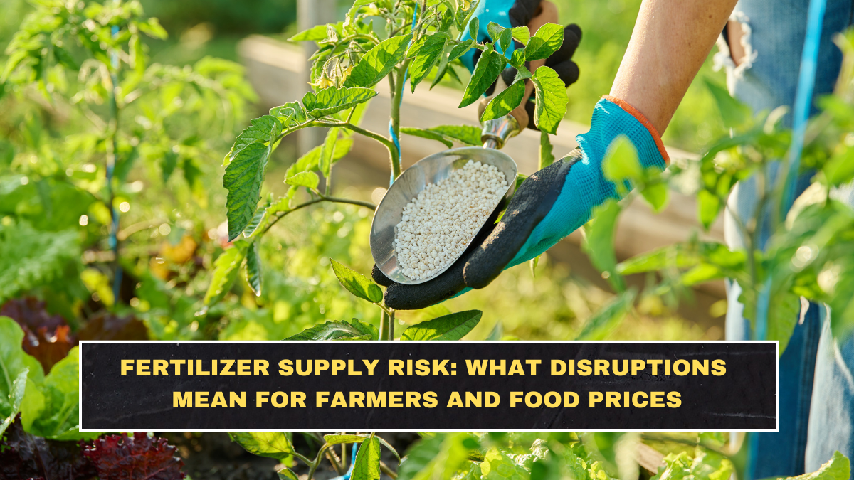 Fertilizer Supply Risk: What Disruptions Mean for Farmers and Food Prices