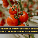Why Heritage Tomatoes Keep Becoming the Star Ingredient of Summer