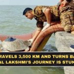 Turtle Travels 3,500 Km and Turns Back: Why Dhaval Lakshmi’s Journey Is Stunning