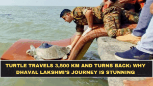 Turtle Travels 3,500 Km and Turns Back: Why Dhaval Lakshmi’s Journey Is Stunning