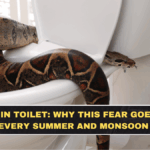 Snakes in Toilet: Why This Fear Goes Viral Every Summer and Monsoon