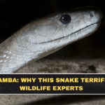Black Mamba: Why This Snake Terrifies Even Wildlife Experts