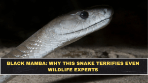 Black Mamba: Why This Snake Terrifies Even Wildlife Experts