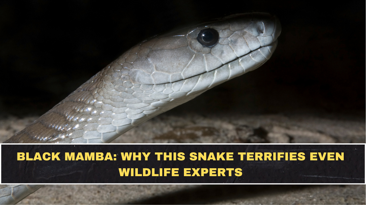 Black Mamba: Why This Snake Terrifies Even Wildlife Experts