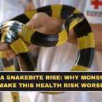 Karnataka Snakebite Rise: Why Monsoon Could Make This Health Risk Worse