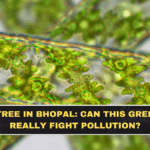 Algae Tree in Bhopal: Can This Green Tech Really Fight Pollution?