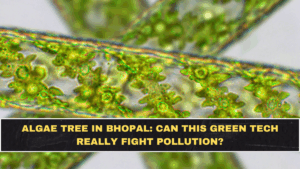 Algae Tree in Bhopal: Can This Green Tech Really Fight Pollution?