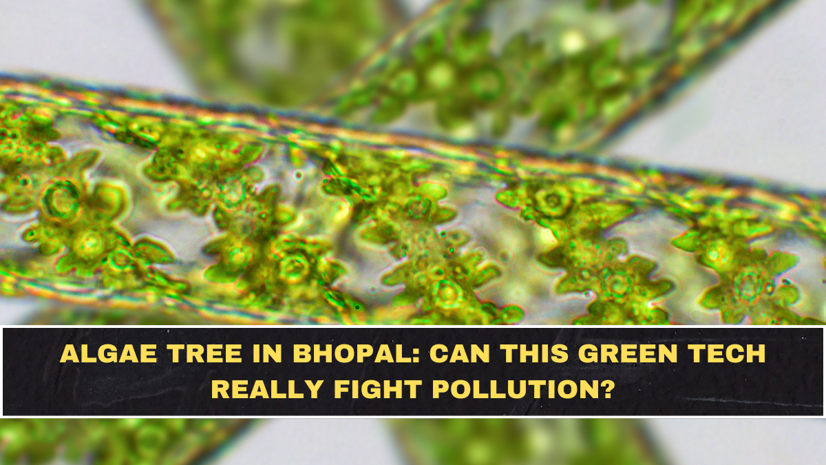 Algae Tree in Bhopal: Can This Green Tech Really Fight Pollution?