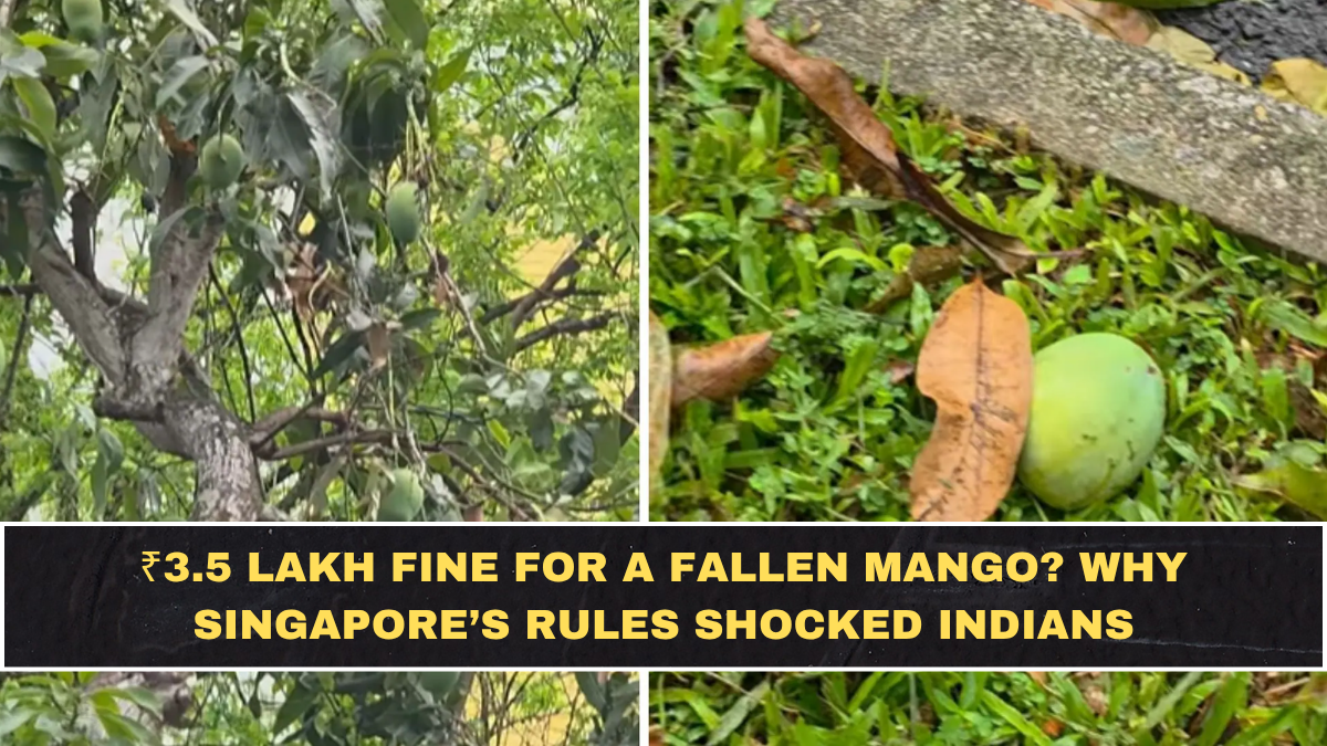 ₹3.5 Lakh Fine for a Fallen Mango? Why Singapore’s Rules Shocked Indians