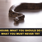 Snake in House: What You Should Do First and What You Must Never Try