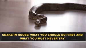 Snake in House: What You Should Do First and What You Must Never Try