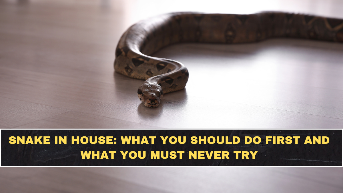 Snake in House: What You Should Do First and What You Must Never Try