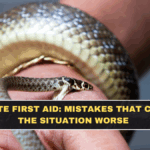 Snake Bite First Aid: Mistakes That Can Make the Situation Worse