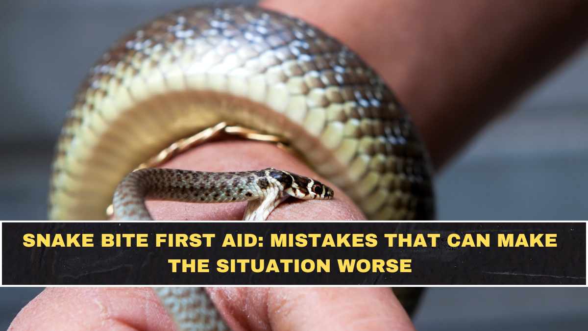 Snake Bite First Aid: Mistakes That Can Make the Situation Worse